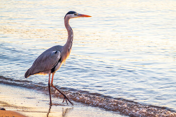 A heron hunting in the sea. Grey heron on the hunt