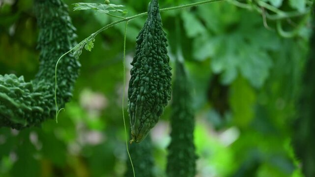 Momordica charantia. Its other common &nbsp;names  bitter melon, bitter gourd, karela, bitter squash, momordica and balsam pear. Its originated in India. Creeper vegetable.