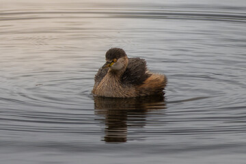 An Australasian Grebe swimming in a lake