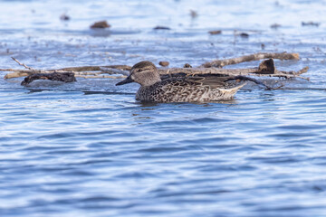 A wild green-winged teal in a state park in Colorado