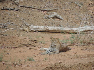 Sri Lankan Leopard in the Wilpattu National Park, Sri Lanka 