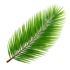 Vibrant green palm frond