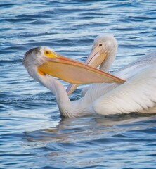 Pair of American White Pelicans on Blue Water