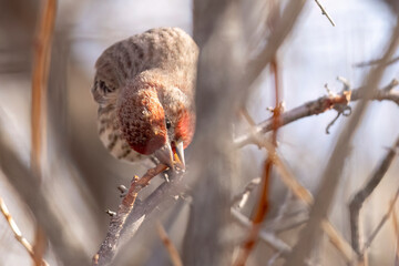 A wild house finch perched in a tree in a park in Colorado.