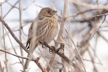 A wild house finch perched in a tree in a park in Colorado.