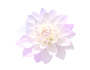 Ethereal Dahlia Flower Looping Animation in Ghostly Light, 4K Seamless Background