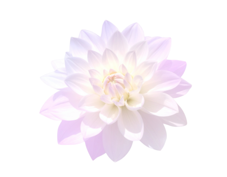 Ethereal Dahlia Flower Looping Animation in Ghostly Light, 4K Seamless Background