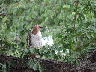 Sri Lankan Birds in the Wild, Sri Lanka 