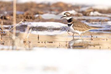 Wild killdeer in a state park in Colorado