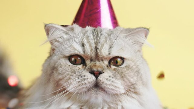 A Grumpy Cat's Birthday Bash