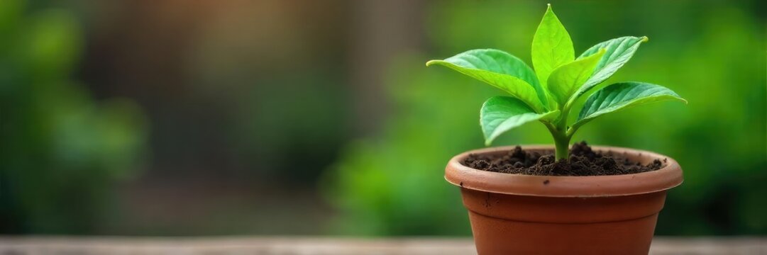 Fototapeta A vibrant green plant thrives in a rustic terracotta flowerpot, its leaves lush and healthy against a blurred background Perfect for home decor, gardening, and spring themes , vitality, flora