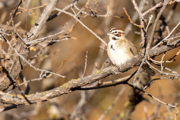 A wild lark sparrow perched in a tree in a park in Colorado.