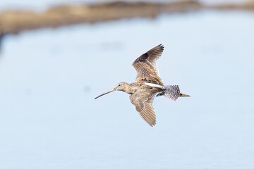 Wild long-billed dowitcher foraging in a pond in Colorado.