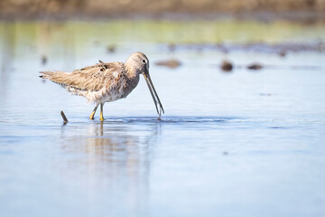 Wild long-billed dowitcher foraging in a pond in Colorado.
