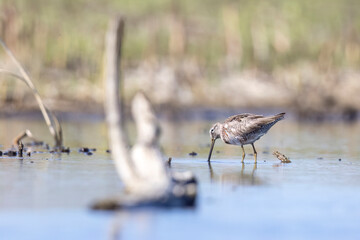 Wild long-billed dowitcher foraging in a pond in Colorado.