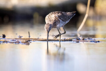 Wild long-billed dowitcher foraging in a pond in Colorado.