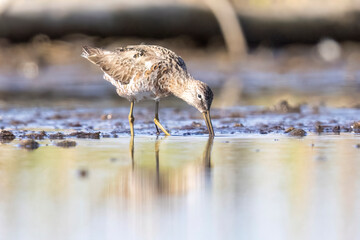 Wild long-billed dowitcher foraging in a pond in Colorado.
