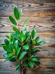 Obraz premium Exotic green leafy plant on a rustic wooden background
