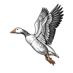 A flying goose with wings fully spread showcases detailed feathers and bold markings.