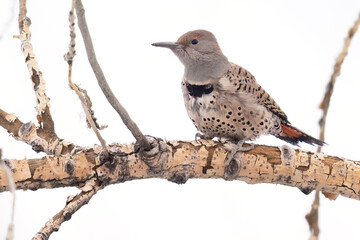 A wild northern flicker perched in a tree in Colorado.