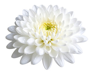 Single Chrysanthemum Flower with Dew Drops and Soft Lighting, isolated on a transparent background