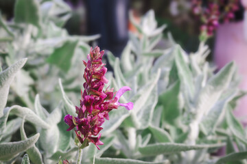 purple flower of lambs ear stachys byzantina