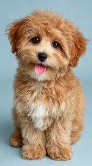 Cute Baby Poodle Puppy with Big Eyes and Tongue Out on Blue Background