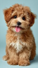 Cute Baby Poodle Puppy with Big Eyes and Tongue Out on Blue Background