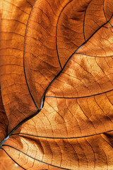 Autumnal Dry Leaf Texture background. Macro photo of leaf show intricate brown texture, withered...