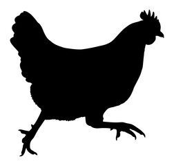 Vector Silhouette Of A Running Chicken.