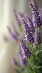 Obraz premium Lavender flowers blooming indoors by window in soft light