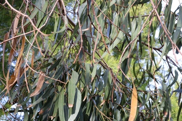branch of foliage of eucalyptus trees in australian bushland