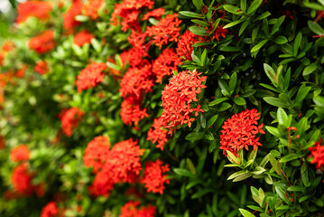 Fresh red Ashoka flower background