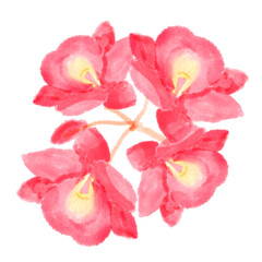 Fototapeta premium pink orchid isolated on white flower