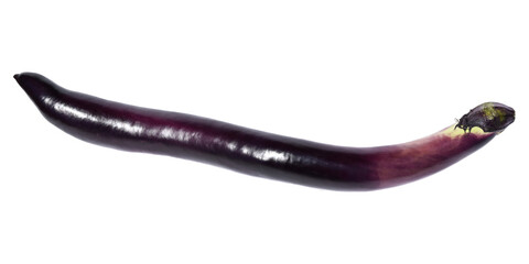 新鮮な１本の長茄子の画像
