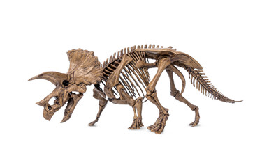 Complete fossil skeleton of dinosaur three horns Triceratops isolated on white background. © Panupong