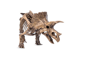 Complete fossil skeleton of dinosaur three horns Triceratops isolated on white background.