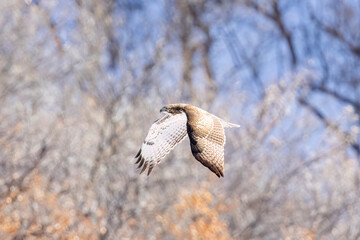A wild red-tailed hawk in a park in Colorado.
