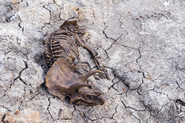 Decayed fossil remains dead extinct skeleton of Dinosaur three horns Triceratops on parched cracked...