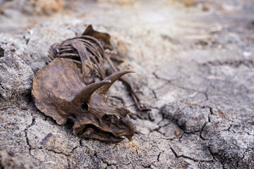 Decayed fossil remains dead extinct skeleton of Dinosaur three horns Triceratops on parched cracked...