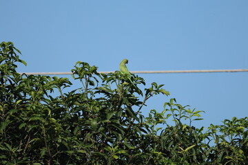 Rose ringed Parakeet