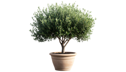 A Isolated Elegant Olive Tree in Rustic Pot isolated on transparent background