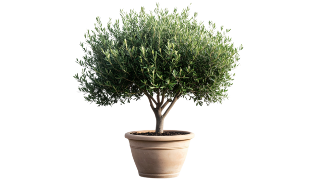 A Isolated Elegant Olive Tree in Rustic Pot isolated on transparent background