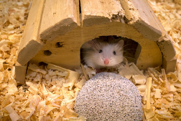A Adorable Roborovski Dwarf Hamster, cute hamsters peeking out of its house