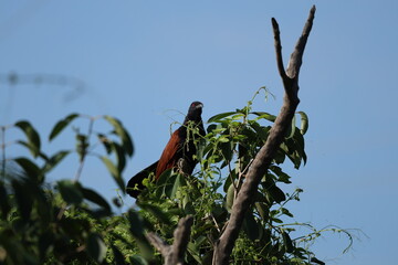 Greater Coucal