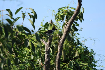 Pied Cuckoo on tree
