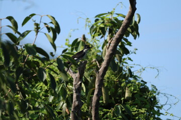 Pied Cuckoo on tree