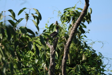 Pied Cuckoo on tree