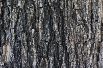 bark of a tree close up