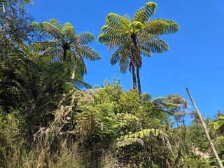 Fototapeta premium New Zealand's Nikau Palm Trees